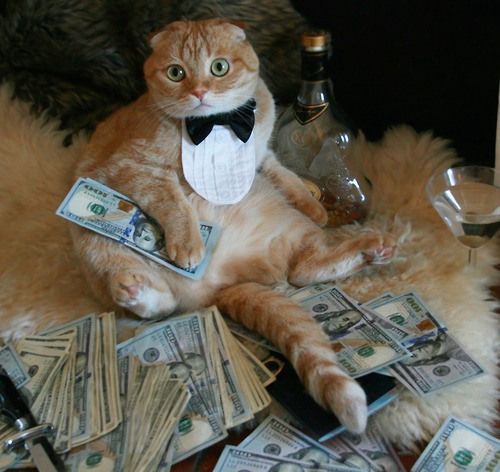 Gangster Cat Money