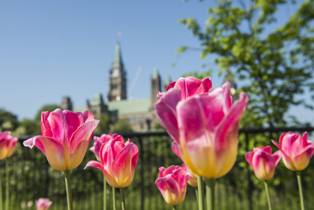 Pink tulips appear in the foreground of a photo of the Parliament buildings in Ottawa on a clear spring day.