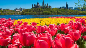 A view of Parliament Hill over a field of tulips, during Ottawa's Tulip Festival. 