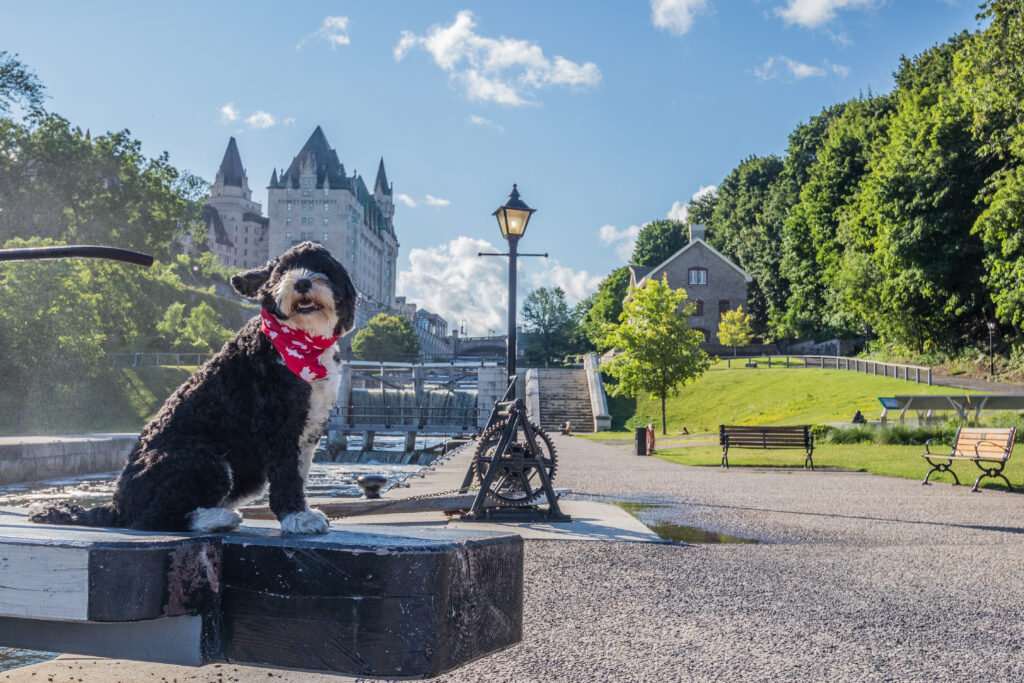 An image of Ottawa's Parliament Buildings as seen from the street between buildings on a sunny day.